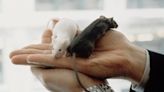 Una inyección experimental logra alargar un 25% la vida de ratones y abre la puerta a 'frenar' el envejecimiento