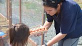 “It's a whole ecosystem,”: Potlotek Greenhouse adds chicken coop to promote food security