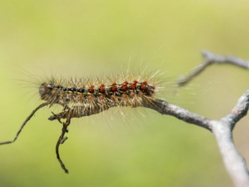 Washington plans aerial spraying in two counties to kill tree-destroying spongy moth