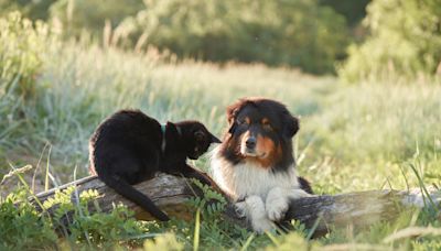 Australian Shepherd’s Attempt to Herd Family Cat Takes a Hilarious Turn