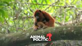 Van ocho monos aulladores muertos en Veracruz; cuatro más necesitan reubicación