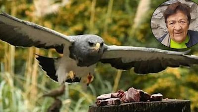 La historia de la guardaparques de 83 años de una reserva de Merlo conocida como la “encantadora de aves y lobos”