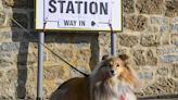 PICTURES: Your polling station pets