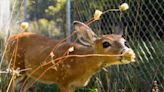 Why this Bath Twp. wildlife center released 15 fawns into the wild
