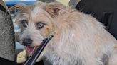 La emotiva historia de Rippy, el terrier rescatado de las profundidades de una cantera