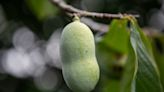 Pawpaws: What you need to know about the 'Hoosier banana'