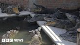 Cambodia crocodile farmer killed after falling into enclosure