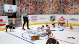 Rescue pups battle for 'wagging' rights in 'Stanley Pup' series ahead of NHL finals