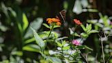 What is a "moon garden"? 5 genius tricks to make your backyard look (and smell) better after dark