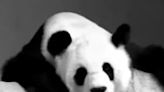 傳中國旅泰大熊貓遭毆斃 保護研究中心否認