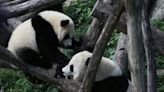 Panda diplomacy is back: China sending two bears to Washington | FOX 28 Spokane