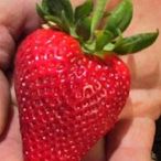 "草莓一族"日本草莓種子/CA草莓王/20粒入種子