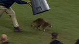 Pitch-invading raccoon captured with bin after interrupting football game
