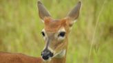 Ghosts of the woods: White-tailed deer stay stealthy to be safe