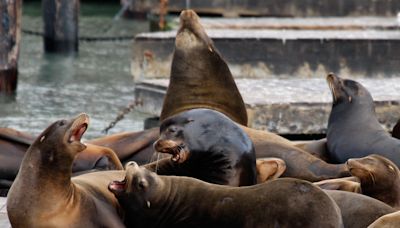 Hundreds of sea lions suddenly appear on California pier