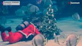 Watch: Santa makes special delivery to Budapest shark tank