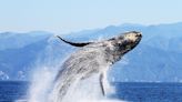 Humpback whale population data offers grim prognosis for ocean health