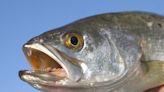 Speckled sea trout populations in danger. Commission to discuss further restrictions