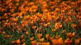 Photos: California poppies are blooming in the East Bay; here's where to see them