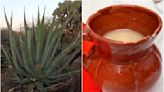 Mexquitic festejará con jornada gastronómica Día del Pulque