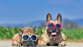 Nearly half of dog owners unaware their pets need suncream in hot weather