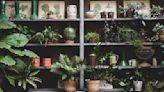 'Plant shelves' are trending as a simple way to bring your home to life - these are the 3 steps to perfecting them