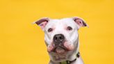 Sleepy Pit Bull Puts on Fancy Outfit for Gala But Ends Up Napping Like a Little Human