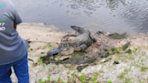 This 10-foot, 300-pound alligator had been living on a Florida golf course for a year