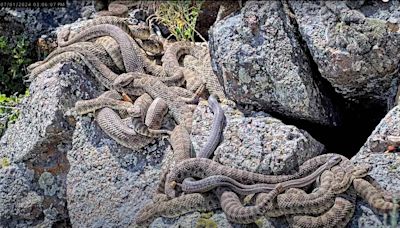 Hundreds of rattlesnakes live at a Colorado ‘mega-den.’ Cal Poly cameras offer inside look