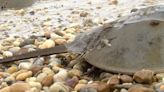 Conservation efforts being made to save Maryland horseshoe crabs. Here's why it's important.