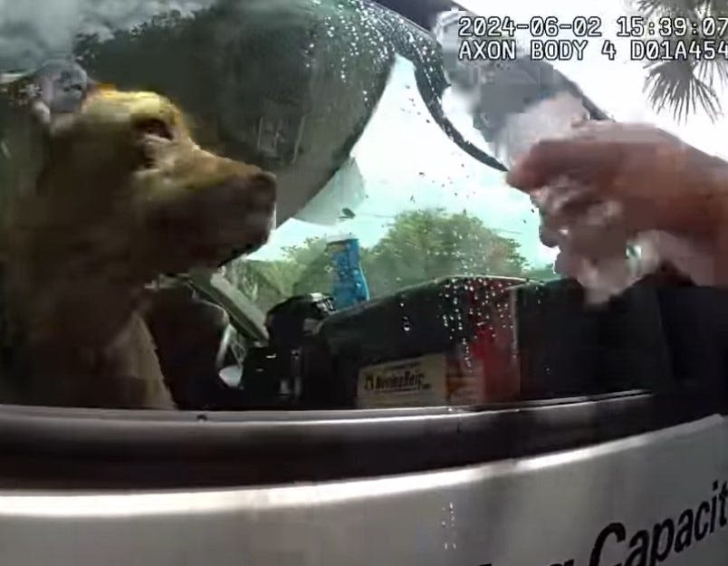 Video: Thirsty dog was locked in hot car for an hour in New Smyrna Beach, police say