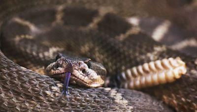 Inland Empire man receives package with live rattlesnake; thinks someone is trying to kill him