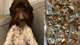 Estados Unidos: perro se come $4,000 y no creerás lo que hicieron sus dueños