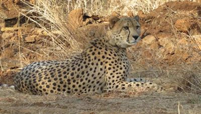 'National Security': Madhya Pradesh Government Denies RTI Seeking Information On Cheetahs