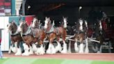 Clydesdales to make appearances at Missouri State Fair