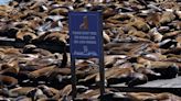 San Francisco Sees Unusually Large Number Of Sea Lions At Pier 39