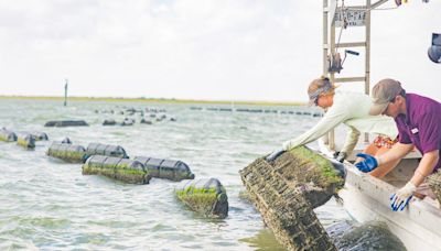 Harte Research Institute offers free program to encourage sustainable oyster farming