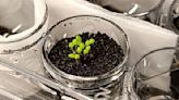 Astronauts might be able to grow plants on the moon, thanks to a few Earth microbes