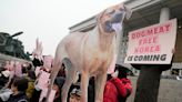 South Korea’s parliament passes landmark ban on production and sales of dog meat
