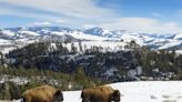 Controversial Yellowstone Hunt Kills More Than 1,100 Bison