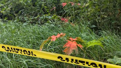 Stay away from hogweed: What you need to know about these pesky and dangerous plants