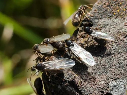 'Flying ant day' warning and expert's ways to deal with it