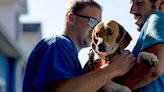 Historic $35M fine announced against company that surrendered 4,000 beagles