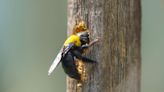 How to get rid of carpenter bees: 7 deterrents for your home or yard