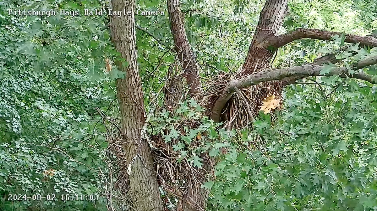 Hays bald eagle nest collapses after Tuesday storms