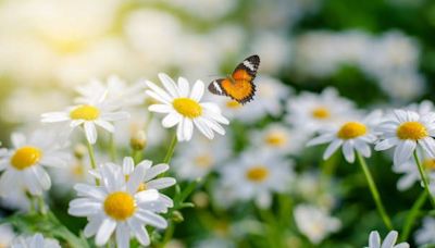 Add These Pretty White Flowers to Your Garden for a Beautiful Display