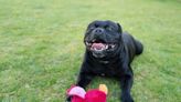 Passersby Reacting to a Dog Wearing Crocs Is As Good As It Gets