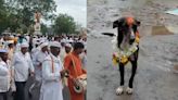 Heartwarming! Warkari Man's Dog Walks 200 Km From Pandharpur To Belagavi Village To Reunite With Owner