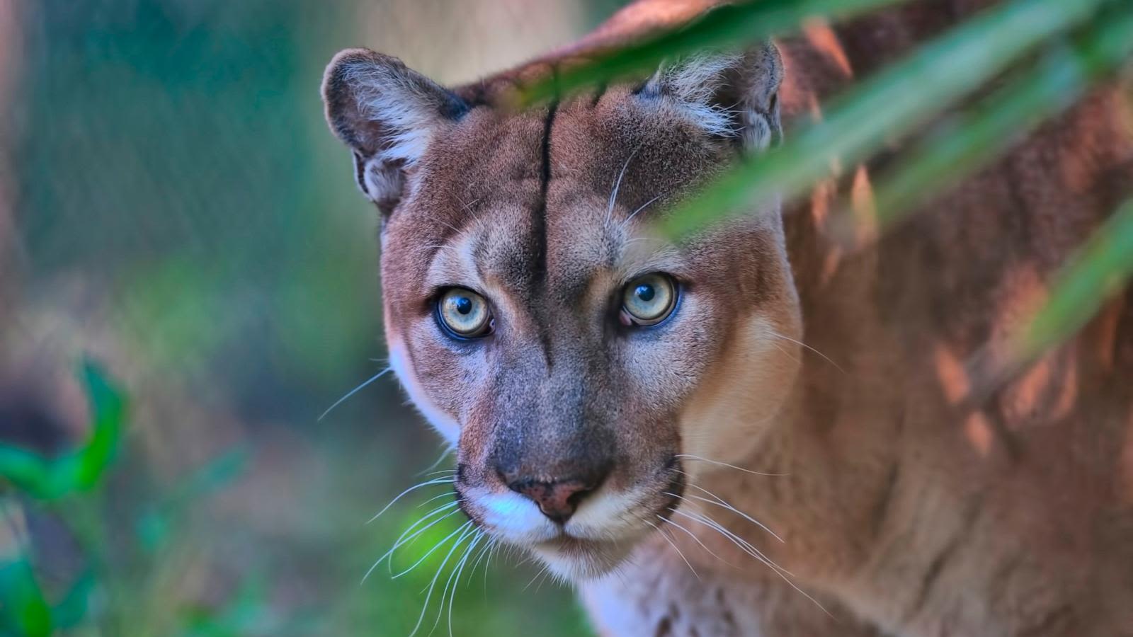 Only about 200 Florida panthers are left. Here's how experts are trying to save them.