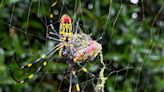 Venomous flying spiders are coming to the DC region. Why you ‘don’t need to run to the hills’ - WTOP News